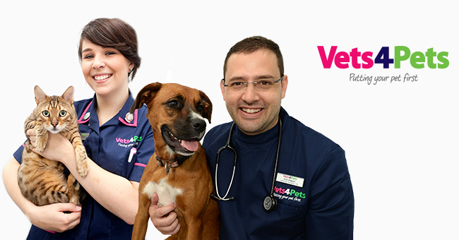 Vets For Pets Vip | vlr.eng.br